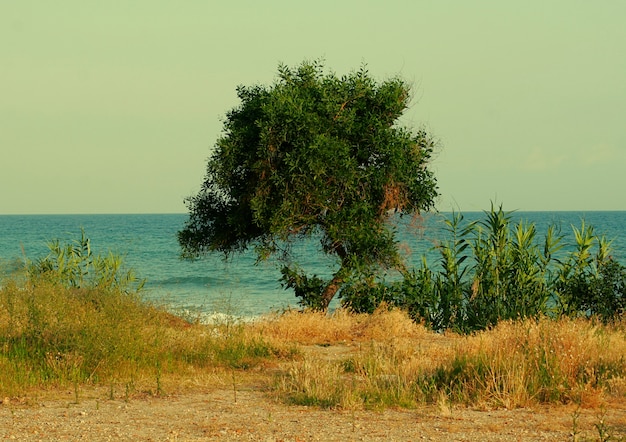 Spiaggia e mare