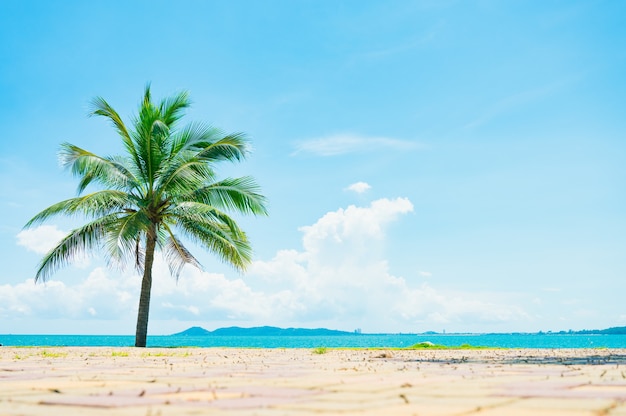 Spiaggia e palme da cocco con cielo blu