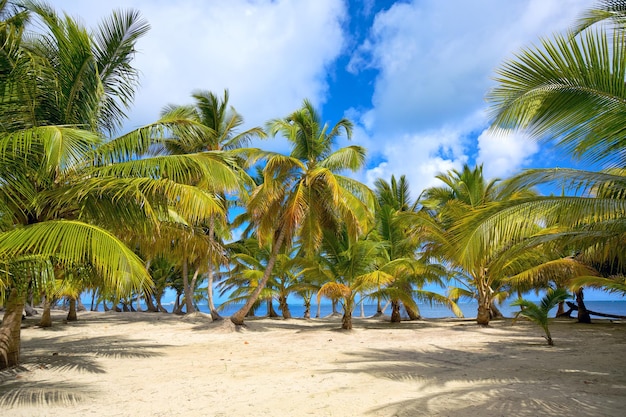 Spiaggia e palme