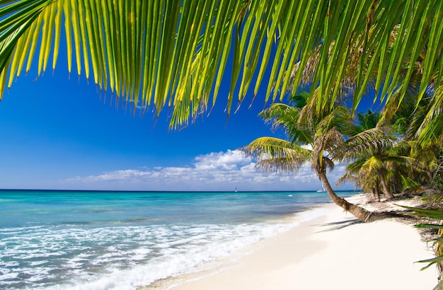 Spiaggia e palme