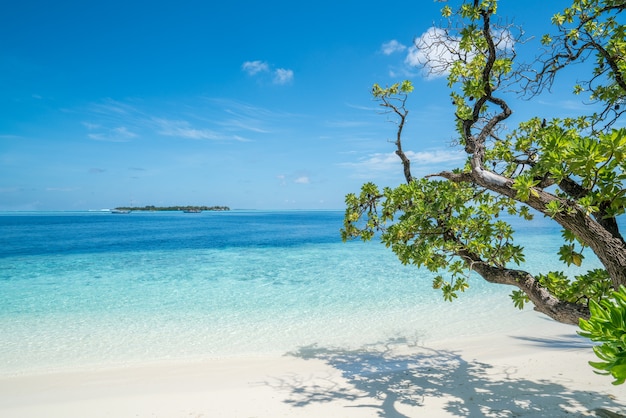 Spiaggia estiva tropicale con alberi in primo piano