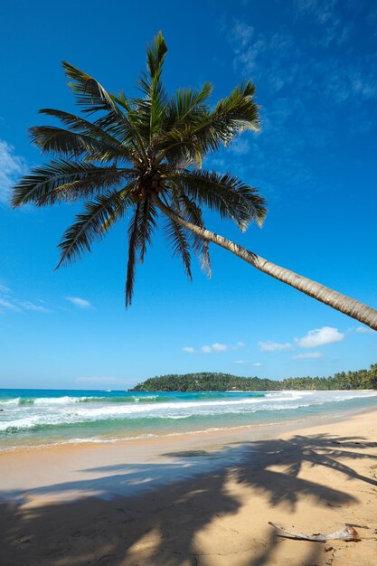 Spiaggia idilliaca con palme Sri Lanka