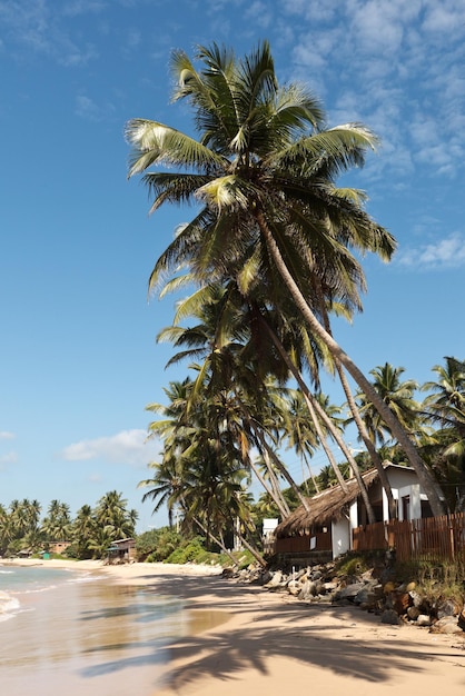 Spiaggia idilliaca con palme Sri Lanka