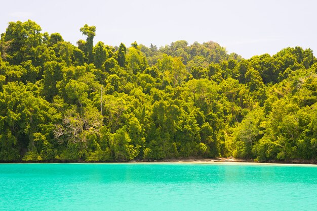 Spiaggia idilliaca lungo la costa selvaggia con foresta tropicale, Indonesia