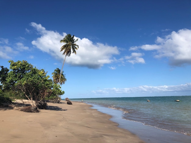 Spiaggia Mare trasparente e alberi a lato