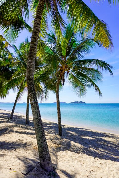 spiaggia nel sud-est asiatico palme e mare blu posto paradisiaco