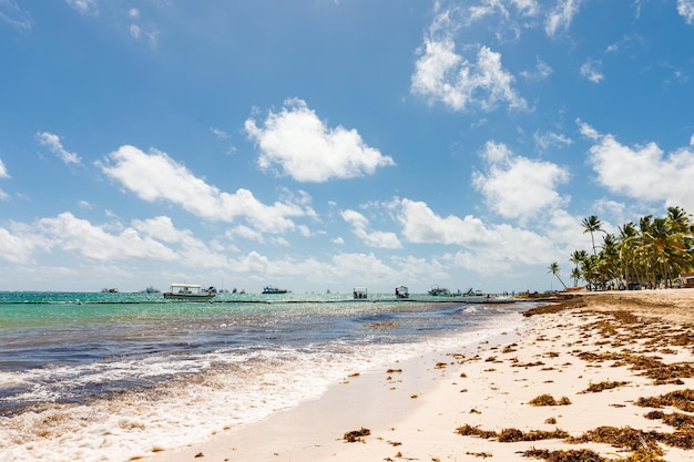 Spiaggia piena di alghe Sargassum Alghe Sargassum Problema ecologico caraibico