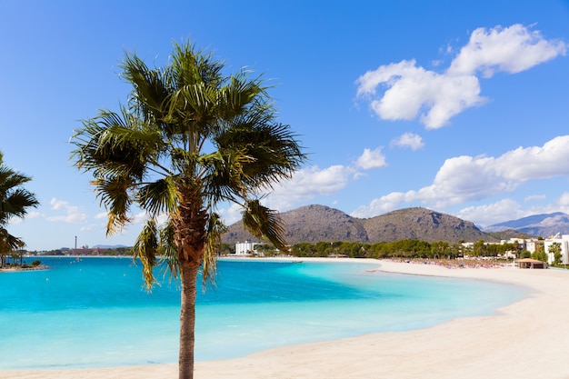 Spiaggia Platja de Alcudia a Maiorca Maiorca