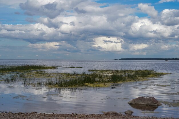 spiaggia ricoperta di vegetazione del golfo di finlandia