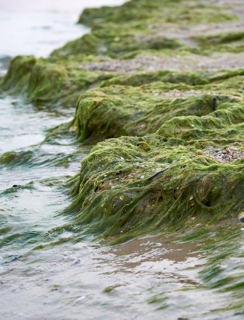Spiaggia sabbiosa con alghe verdi dopo una tempesta,