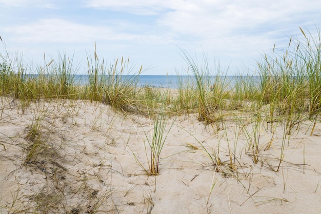 Spiaggia sabbiosa con gambi di canne di erba secca e gialla e Mar Baltico blu