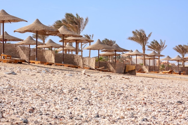 Spiaggia sabbiosa con ombrelloni e palme vicino al mare