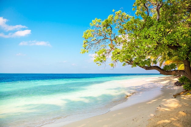 Spiaggia sabbiosa delle Maldive in una giornata di sole