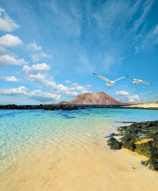 Spiaggia selvaggia con gabbiani