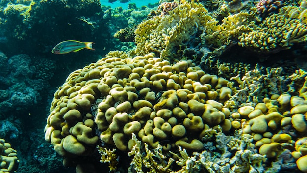 Spiaggia sottomarina del Mar Rosso. vita sottomarina in acque limpide coralli pesci plancton
