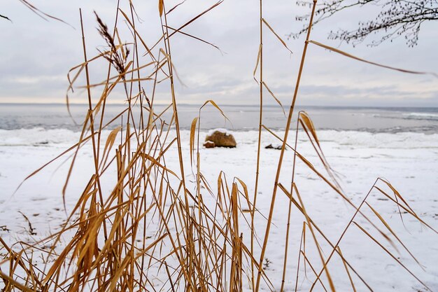 Spiaggia sulla costa del Mar Baltico paesaggio costiero con dune di spiaggia sabbiose e erba in un giorno d'inverno