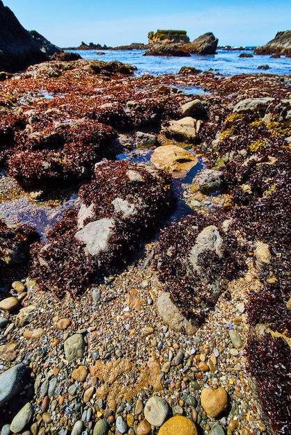 Spiaggia sulla costa occidentale ricoperta di alghe viola