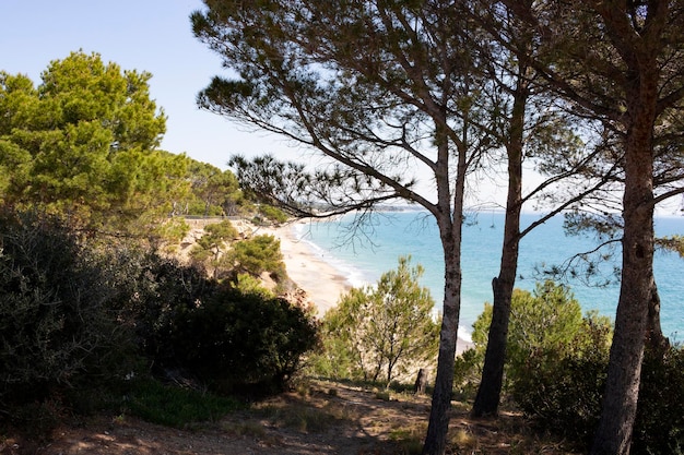 Spiaggia tra gli alberi