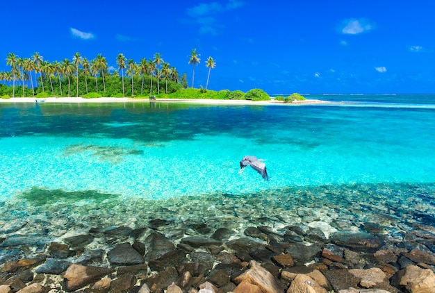 Spiaggia tropicale alle Maldive