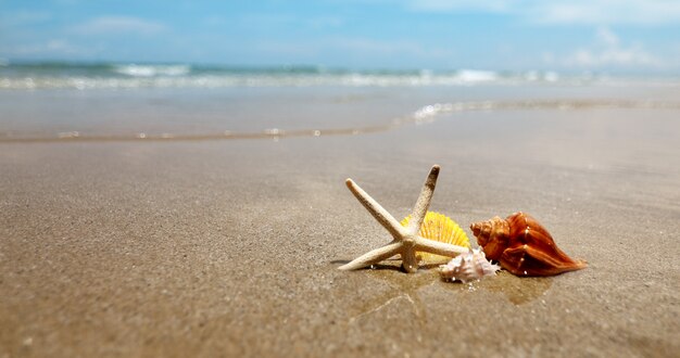 Spiaggia tropicale con conchiglie e stelle marine per sfondo stagione estiva vacanze