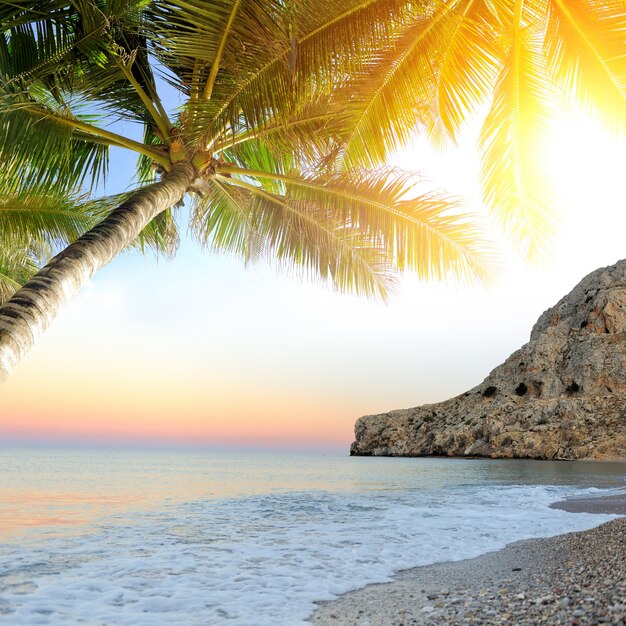 Spiaggia tropicale con palme. Bellissimo paesaggio tropicale