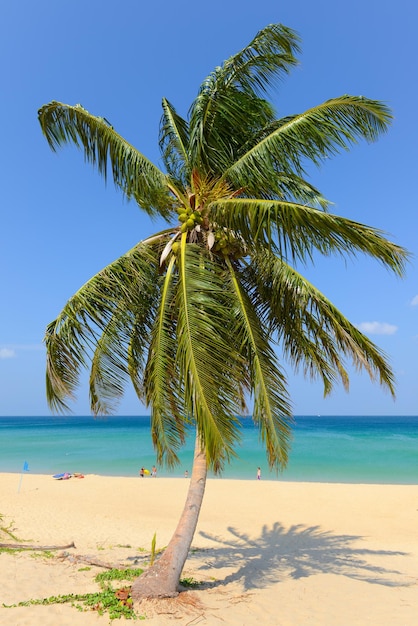 Spiaggia tropicale con palme da cocco e cielo blu a Karon Beach Phuket, Tailandia