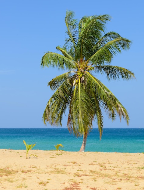 Spiaggia tropicale con palme da cocco e cielo blu nella spiaggia di Karon Phuket Thailandia