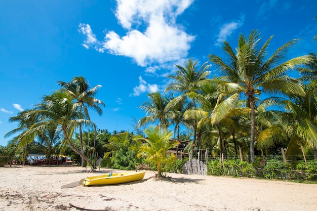 Spiaggia tropicale con palme da cocco sull'isola di Boipeba a Bahia Brasile.