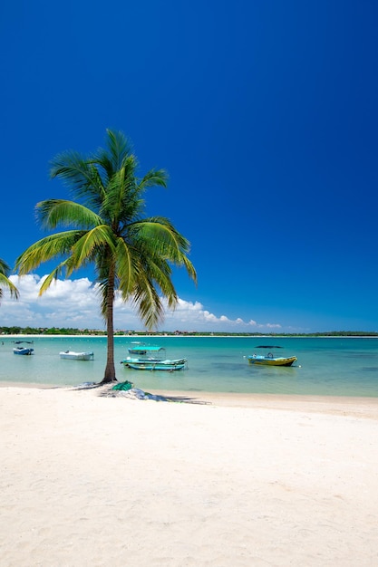Spiaggia tropicale con palme e laguna blu