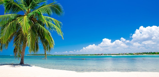 Spiaggia tropicale con palme e laguna blu