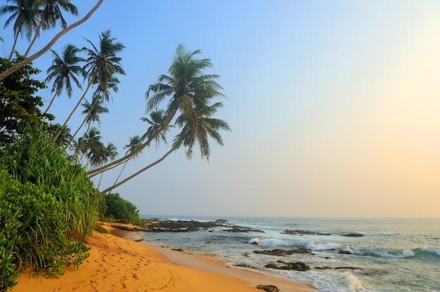 Spiaggia tropicale con palme su un'isola esotica