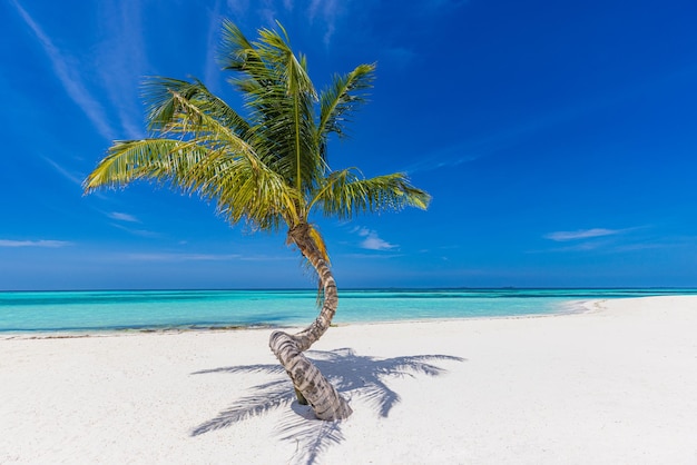 Spiaggia tropicale con palme, tempo soleggiato di sabbia bianca. Palma solitaria della spiaggia tropicale dell'isola