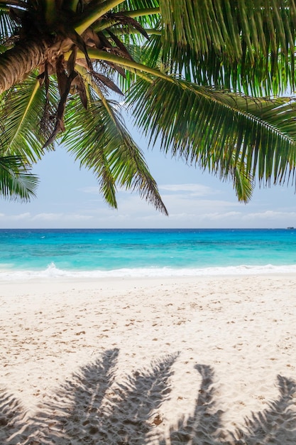 spiaggia tropicale con palme