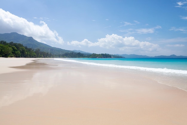 spiaggia tropicale con palme