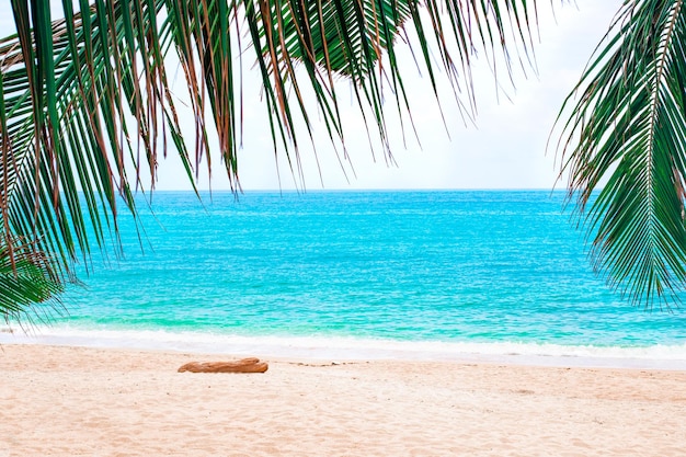 Spiaggia tropicale con sabbia bianca e mare azzurro appeso foglie di palma Seascape