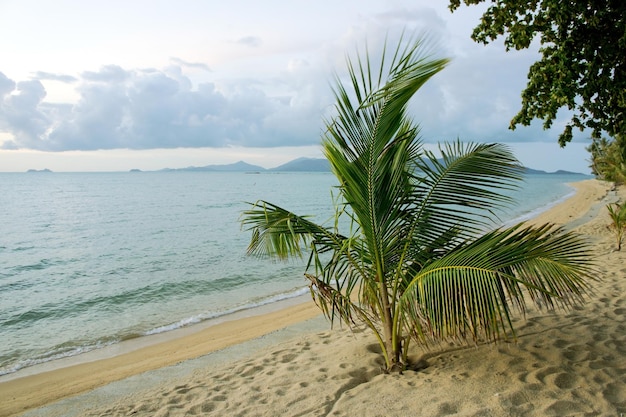 Spiaggia tropicale dell'isola