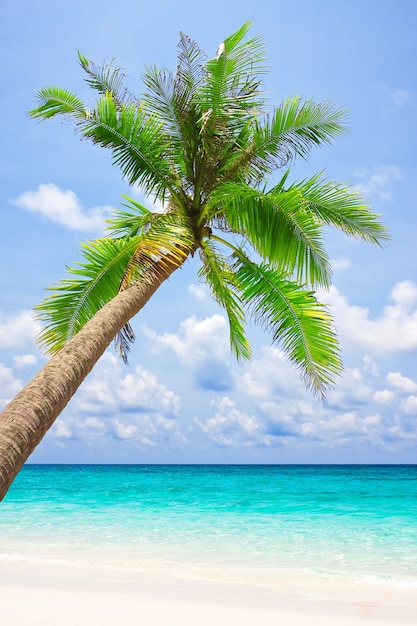 Spiaggia tropicale di sabbia bianca con palme. Koh Kood, Thailandia