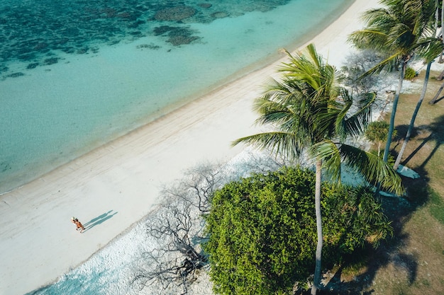 Spiaggia tropicale e albero di cocco a koh tao