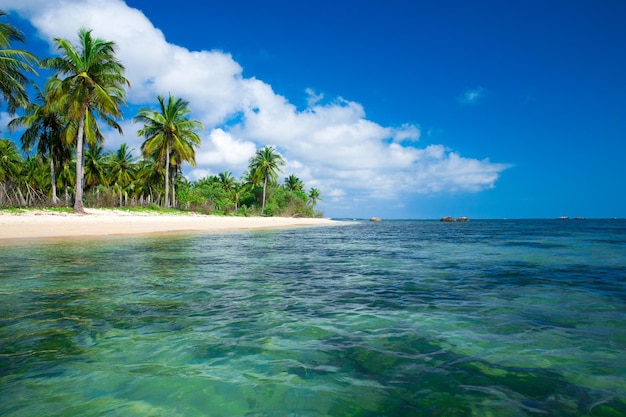 Spiaggia tropicale incontaminata nello Sri Lanka