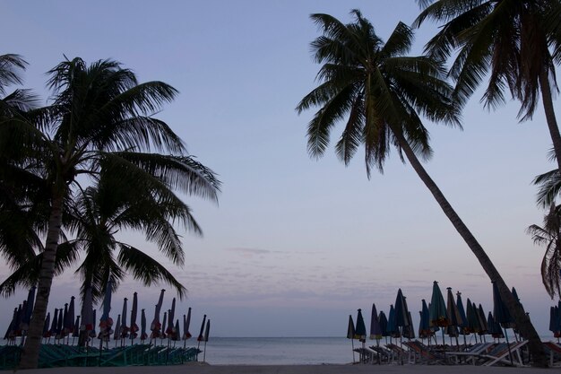 Spiaggia tropicale