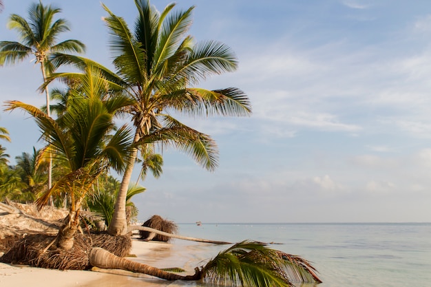 Spiaggia tropicale