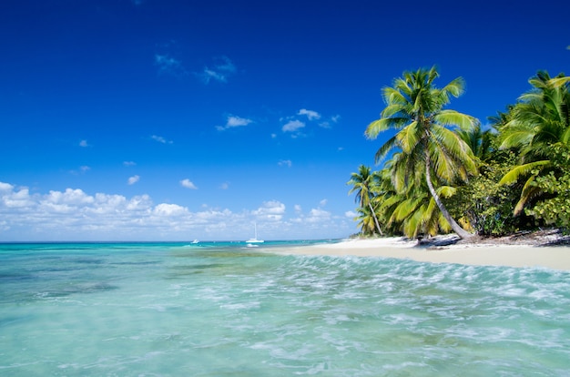 Spiaggia tropicale