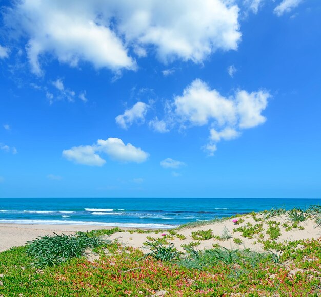 Spiaggia verde a Platamona Sardegna