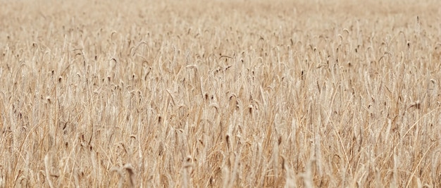 Spica di segale matura secca di campo di prato Paesaggio rurale sfondo naturale Concetto di raccolto agricolo