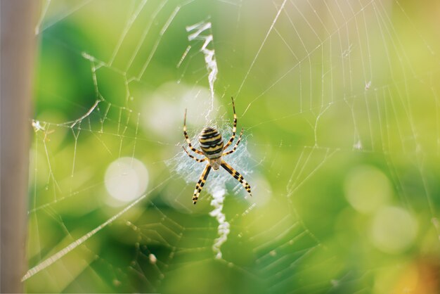 Spider argiope bruennichi sul web in giardino