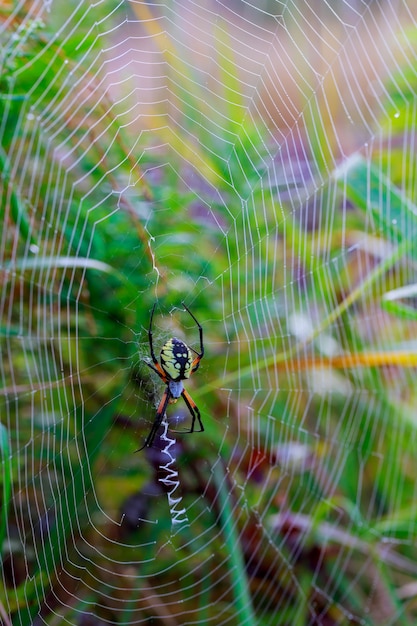 Spider garden-spider Araneus tipo di ragno araneomorphae della famiglia ragno