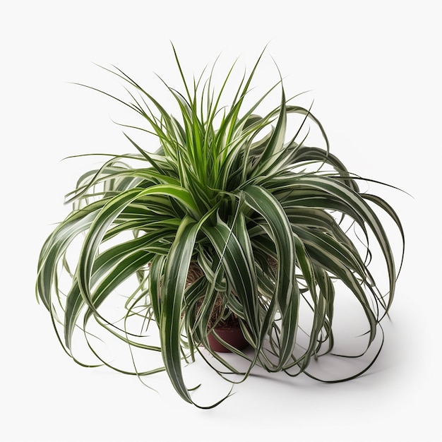 _spider_plant_isolated_on_transparent_background_cutout