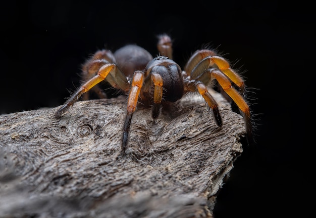 Spider Tarantula brachypelma smithi su legno secco sfondo / messa a fuoco selezionata