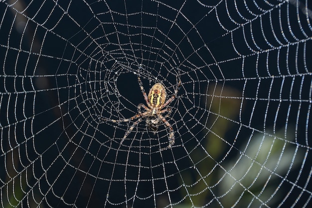 Spider-vespa (lat. Argiope Bruennichi). Ragno e una ragnatela in rugiada in una forte nebbia all'alba.