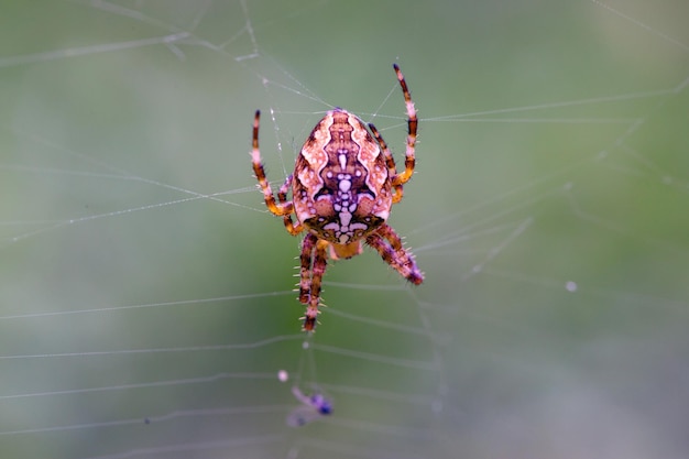 Spidercross seduto sulla sua tela Animali selvatici